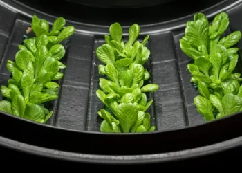 Revolutionizing the Future of Agriculture: A Deeper Look into Vertical Farming and Its Global Impact